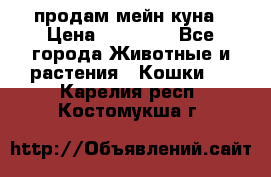 продам мейн куна › Цена ­ 15 000 - Все города Животные и растения » Кошки   . Карелия респ.,Костомукша г.